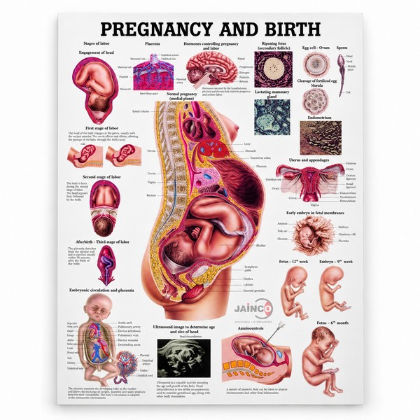 Pregnancy and Birth Chart